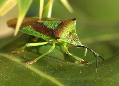 Acanthasoma hamorrhoidale adult.jpg