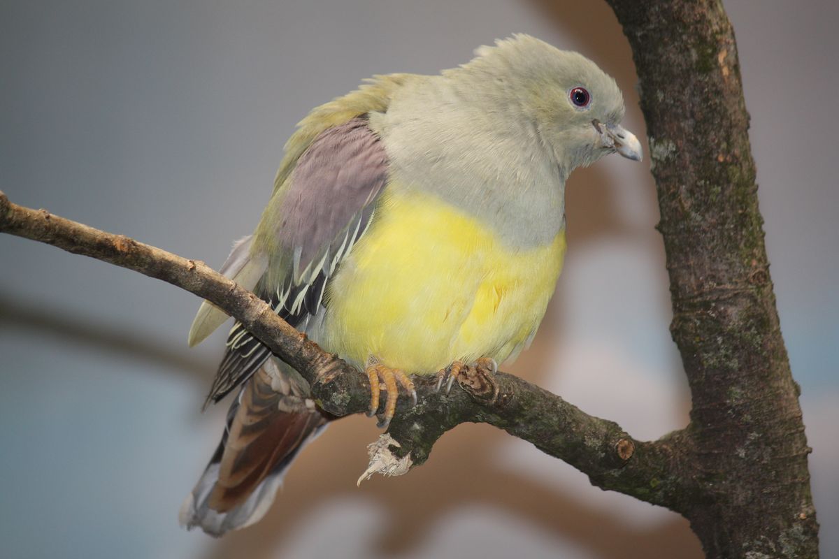 1200px-Bruce%27s_green_pigeon_K%C3%A9dougou.jpg