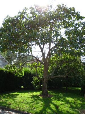 Paulownia imperialis.jpg