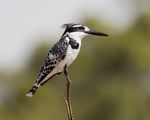 Pied kingfisher.jpg