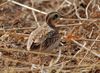 Quail Plover, Poli, Cameroon (5891141663).jpg