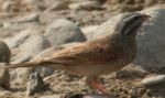 Striolated Buntings-cropped.jpg