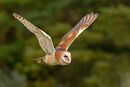 BARN OWL FLIGHT.jpg