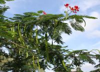 Leaves, pods & flowers in Kolkata, West Bengal, الهند.