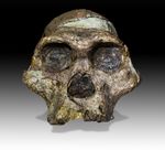 Skull of a 2,1 million years old Australopithecus africanus