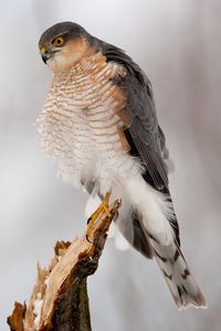 Accipiter nisus 1 (Bohuš Číčel).jpg