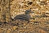 Indian Stone Curlew.jpg