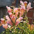 Pink Snapdragon Flower