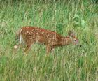 White tailed deer Nebraska.jpg