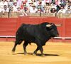El Pilar Bull by Alexander Fiske-Harrison, Seville Feria 09.jpg