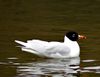 Larus melanocephalus aka Mediterranean Gull rare guest in Sweden2.jpg