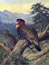 WesternTragopan.jpg