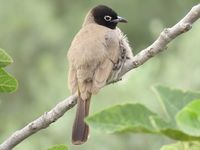 White-spectacled Bulbul.JPG