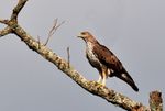 Bonelli's Eagle.jpg