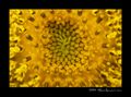 Extreme close-up of sunflower head in Istanbul, تركيا