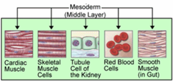 Mesoderm.png