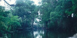 Dawn on the Rio Sabinas near Highway 85, Municipality of Gómez Farías, Tamaulipas, Mexico (April 2001)