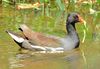 Common moorhen (Gallinula chloropus) Photograph by Shantanu Kuveskar.jpg