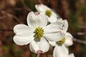 Flowering Dogwood Cornus florida Yellow Flowers 3008px.JPG