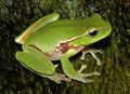 Litoria phyllochroa.JPG