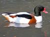 Common Shelduck (Tadorna tadorna) at Sylvan Heights.jpg