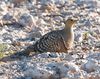 Male Namaqua Sandgrouse