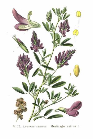 75 Medicago sativa L.jpg