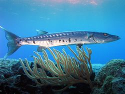 Photo of baracuda with coral swimming above coral