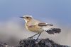 Desert wheatear oenanthe deserti.jpg