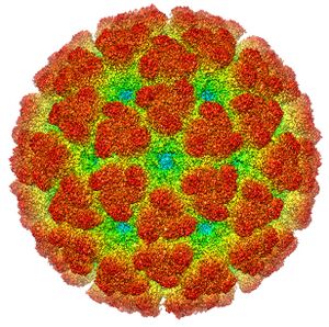 Cryoelectron microscopy reconstruction of "Chikungunya virus". From EMDB entry EMD-5577