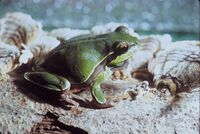 Pine Barrens Tree Frog.jpg