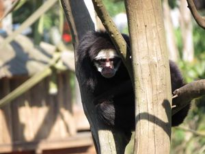 Ateles marginatus (Sao Paulo zoo).jpg