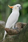 Citron-crested Cockatoo.jpg