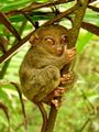 Tarsier