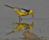 Citrine Wagtail (Motacilla citreola)- Breeding Male of calcarata race at Bharatpur I IMG 5752.jpg