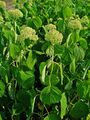 Hydrangea arborescens 001.JPG