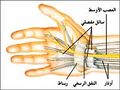 تصغير للنسخة بتاريخ 19:20، 4 أغسطس 2009