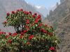 Manaslu-Circuit Rhododendron.jpg