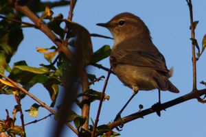 Plain leaf warbler (phylloscopus neglectus).JPG