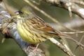 Emberiza spodocephala.jpg