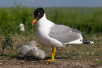 Larus ichtyaetus 6.png