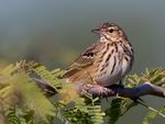 Oriental Tree Pipit.jpg