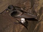 European Storm-petrel.jpg