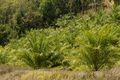 Oil palm plantation in Mizoram