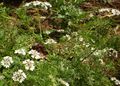 Flat Parsley white flower