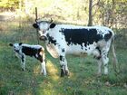 Randall Cattle in Vermont.jpg