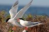 Roseate terns Palometas.jpg