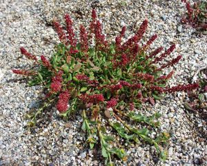 Rumex bucephalophorus02032001 fleurs2.JPG