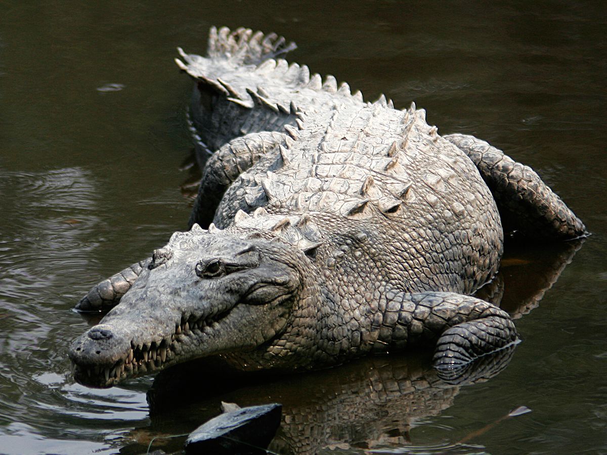 Crocodiles NT: Croc snapped eating pig at popular NT fishing competition  the Barra Nats