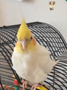 1.5 year old male lutino cockatiel